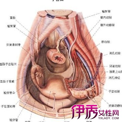 【图】子宫内膜炎图片展示 两大治疗方法还你身体健康