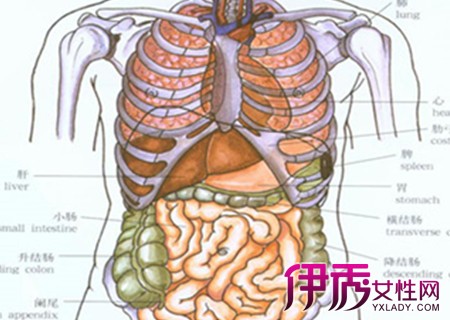 肝脏的位置肝脏的位置图片