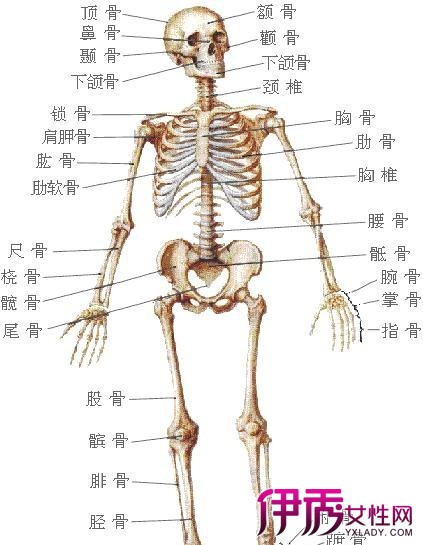 【图】尾椎骨骨折怎么办 分析病情如何进行护理