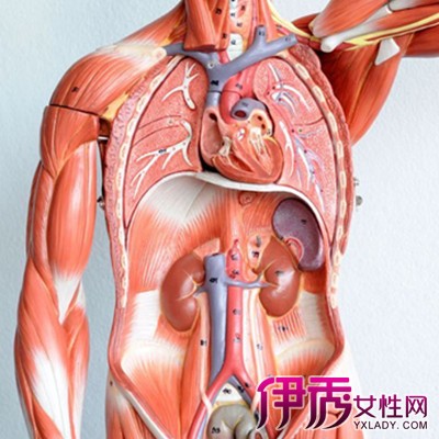 【圖】胸口出汗多是什麼原因呢 3個容易出汗的部位須知道