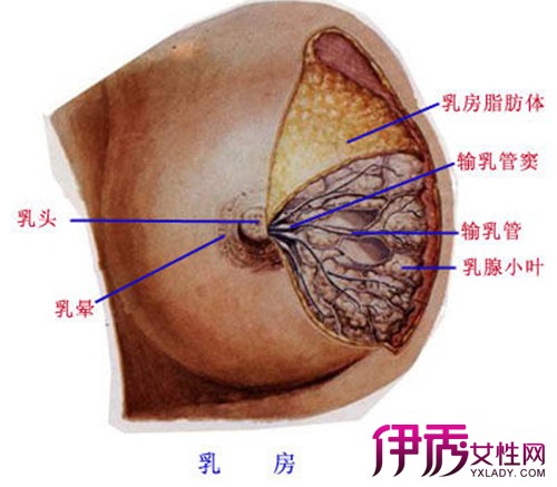 【圖】如何使乳房變大 女人不能不知道的豐胸三步走