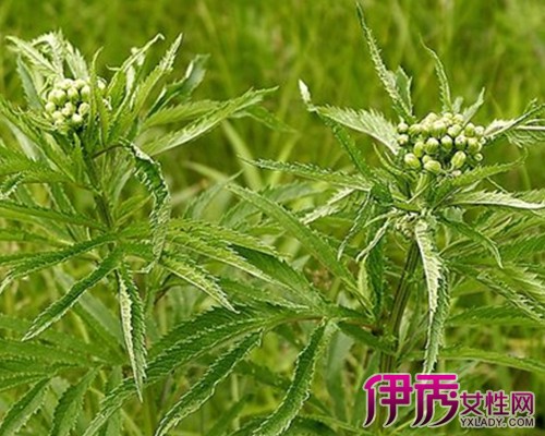 【圖】返魂草的功效與作用 帶你瞭解返魂草的6大功效