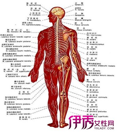 【图】人体内脏器官分布图图片欣赏  内脏器官的简要分析
