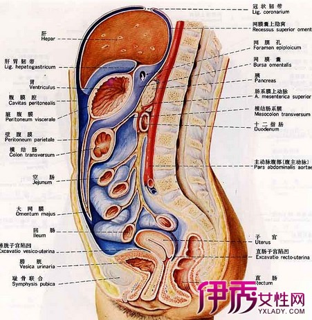 【图】身体肚脐眼左边是什么器官 人体器官排