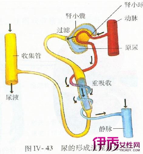 偏高怎么治疗 灭活、逆转、凋亡、降解四大措