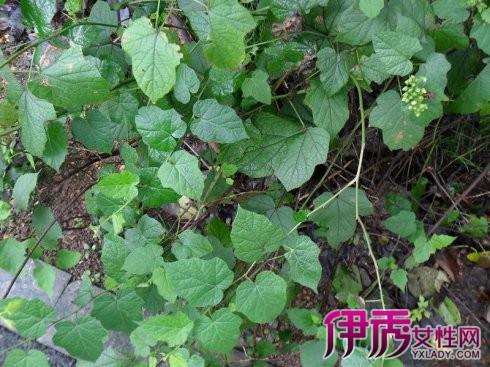 【圖】跌打損傷接骨草偏方 6大跌打損傷的治療偏方與民間驗方