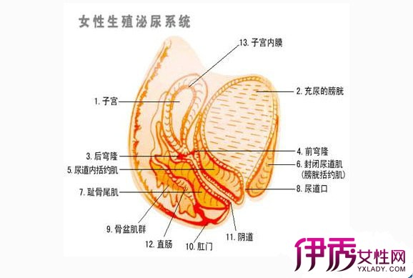 【圖】尿路感染的早期症狀 3種治療是關鍵