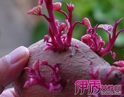 【图】揭秘紫薯发芽了还能吃吗 发芽食物需谨慎食用