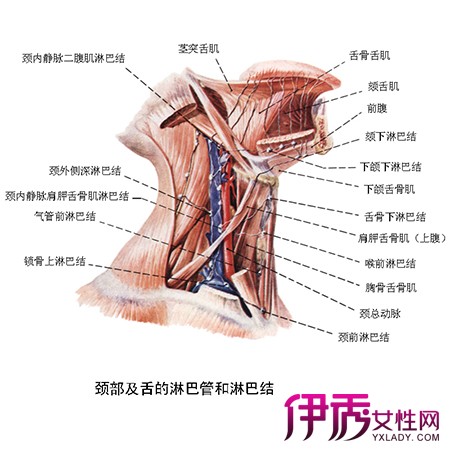 腹部淋巴结位置图图片