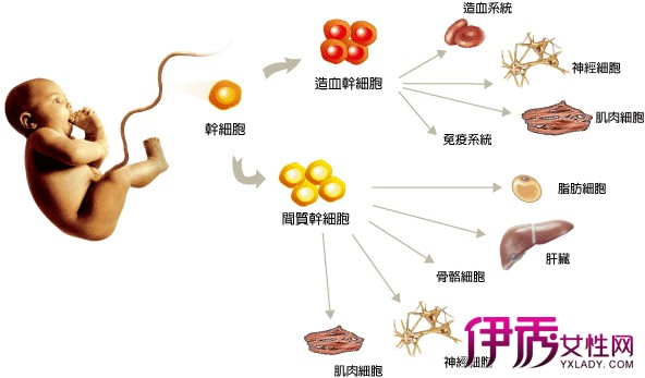 【图】了解造血器官 让你更健康地生活