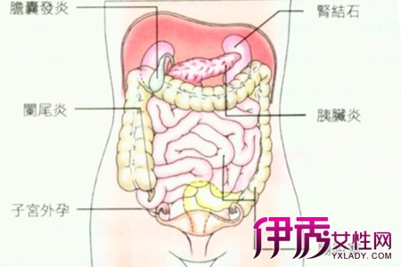 肚脐周围器官图解图片