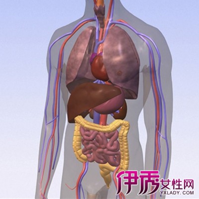 【图】人体内脏器官结构图解说 各个器官的作