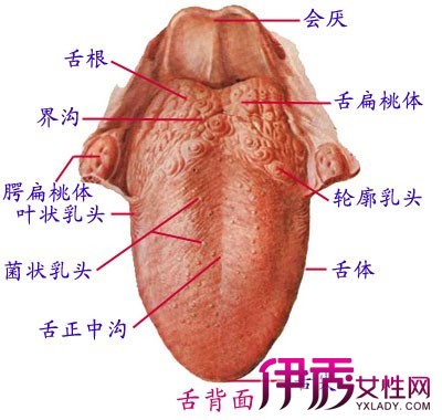 舌头根部结构图图片