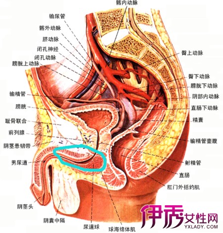 前列腺外周带解剖图图片