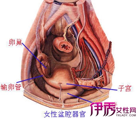 【图】子宫颈囊肿图片展示 3点预防措施助你避免该女性疾病