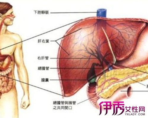 胃和肝区疼痛位置图图片