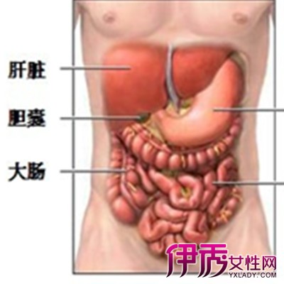 【圖】為你解開肝臟位置的秘密 肝臟在人體中所起的2個作用