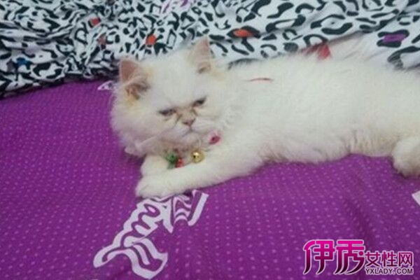 【图】被猫抓伤出血怎么办呢 介绍防御措施及处理方法