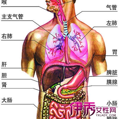 内部器官图对应位置图图片