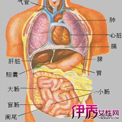 器官图对应图 内脏图片
