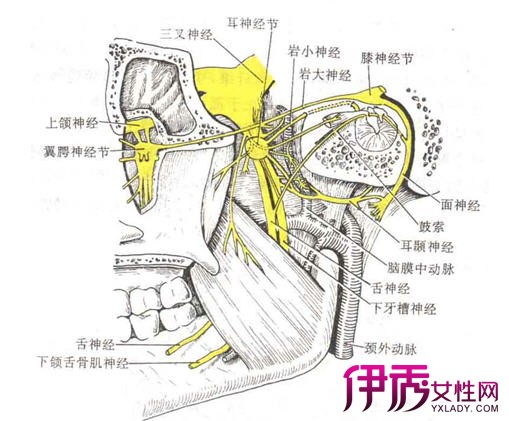 【图】面神经分支的特点及分布 盘点面神经的5大分支