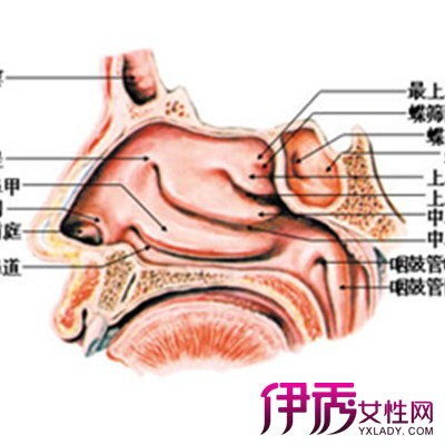 怎么判断鼻息肉图片图片