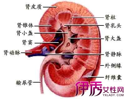 腎盂腎炎能活多久