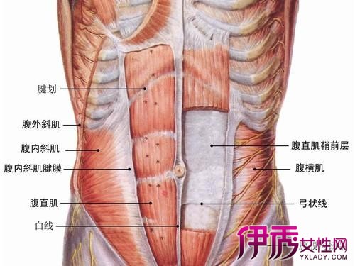 人的腹股沟在位置图片图片