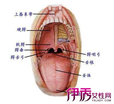 舌头根部图片