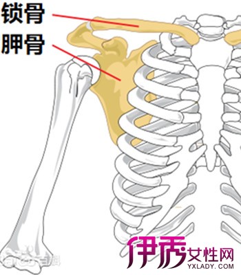 女性左后背肩胛骨图片图片