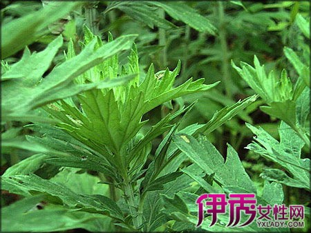 二,艾葉煮水的方法