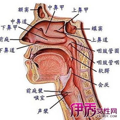 鼻咽炎的位置图解图片