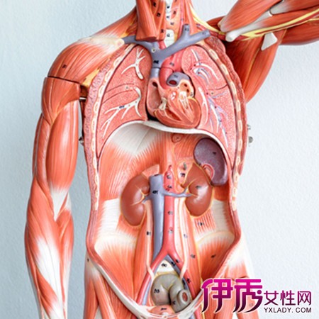 【圖】人休內五臟六腑結構圖欣賞 排毒有效的方法你知道嗎