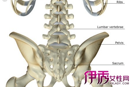 【图】尾龙骨痛是什么原因 3个主要原因告诉大
