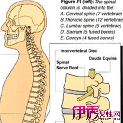 【图】关于人体脊柱的了解 你的脊柱是这样的吗