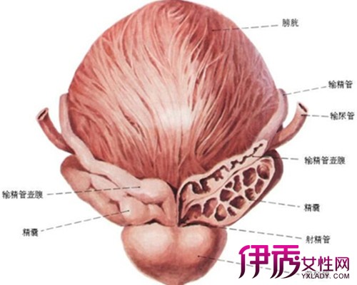 【图】膀胱痛要谨慎 小心膀胱炎!