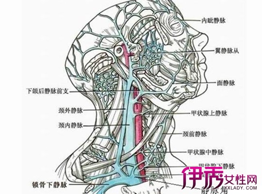 锁骨下静脉局部解剖图片