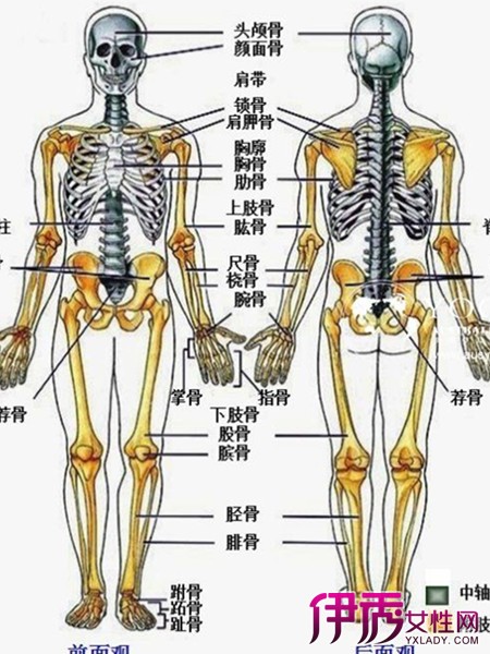 人体骨骼名称图 图 人体骨骼名称图展示人的全身居然有6块骨头 热备资讯