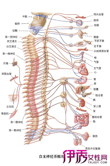 【脊椎节段与神经五脏关系图】【图】脊椎节段