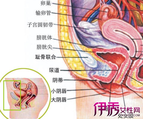 女前庭大腺囊肿位置图片