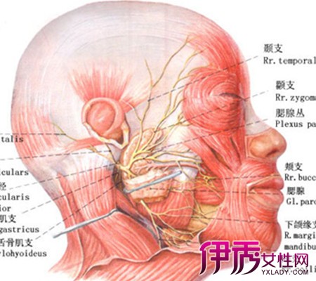 【面神經癱瘓怎麼治療】【圖】面神經癱瘓怎麼治療 對症下藥是關鍵_伊