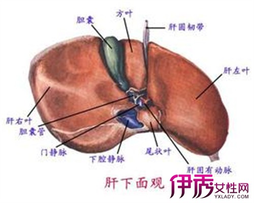 【图】乙肝肝硬化脾大怎么治疗 肝硬化的症状