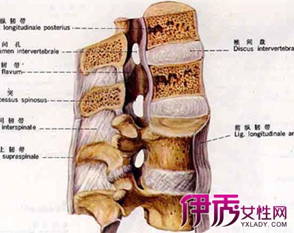 脊髓休克图片
