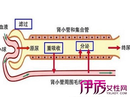 【图】揭秘尿液的生成过程 为你分析尿液形成的三个环节