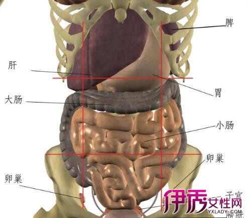 男性左下腹疼痛位置图图片
