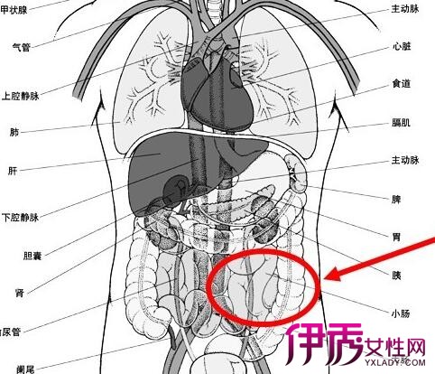 女性左下腹器官分布图图片