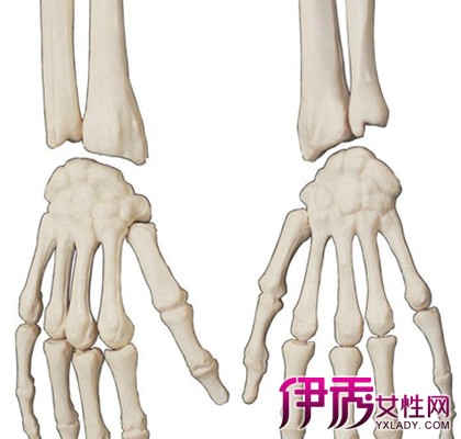 【图】左手掌骨骼结构图片大全 手骨折应该如