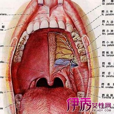 伊秀生活网 健康 正文在淋病患者中,淋菌性咽喉炎并不少见,长期得不