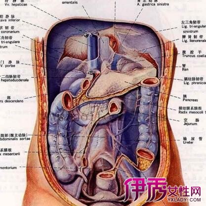 【图】左上腹部是什么器官 为你详细讲解人体