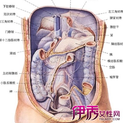 右肋骨下方器官图图片